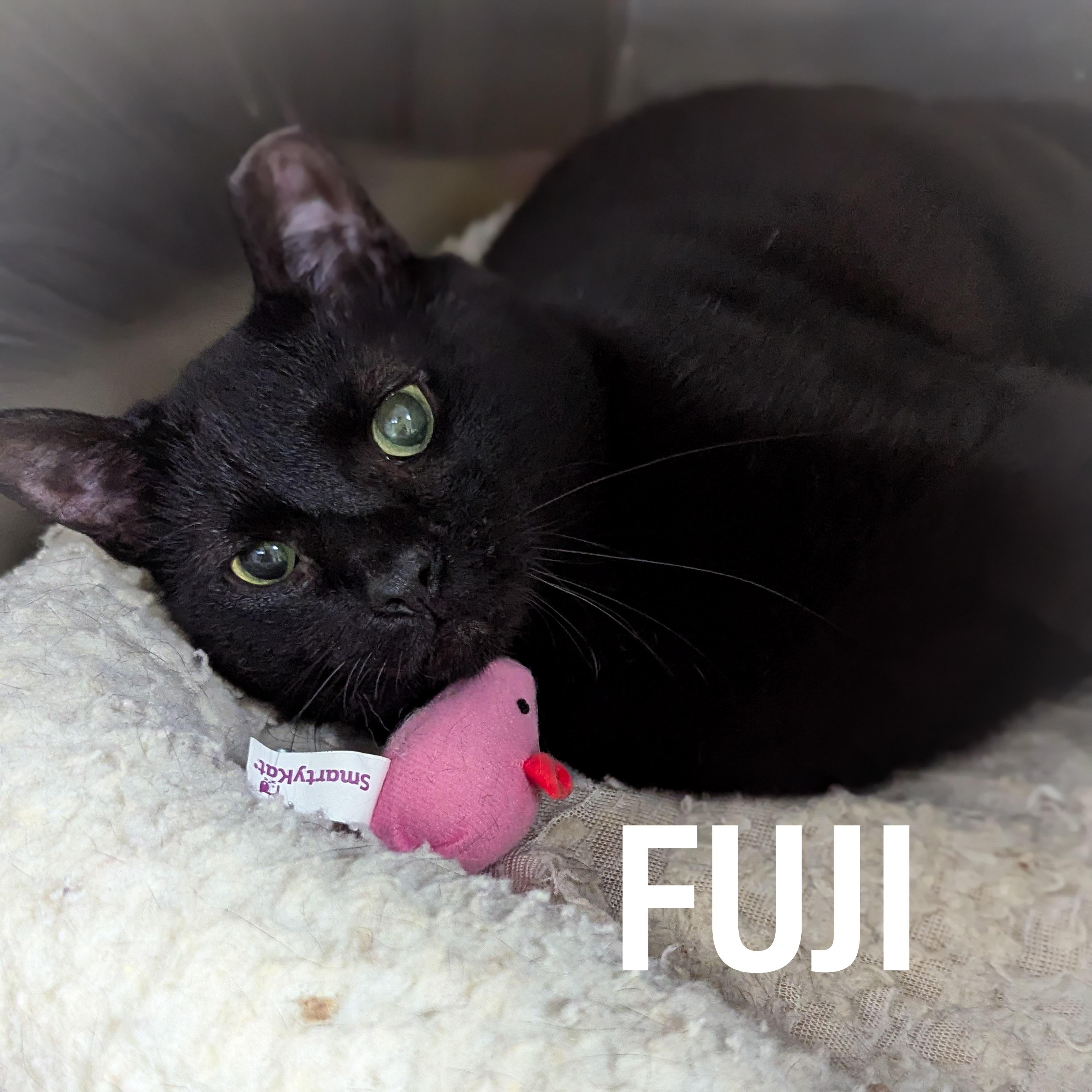 Enlarge FUJI, a ADOPTABLE mixed breed in Griffith, IN image 3/4