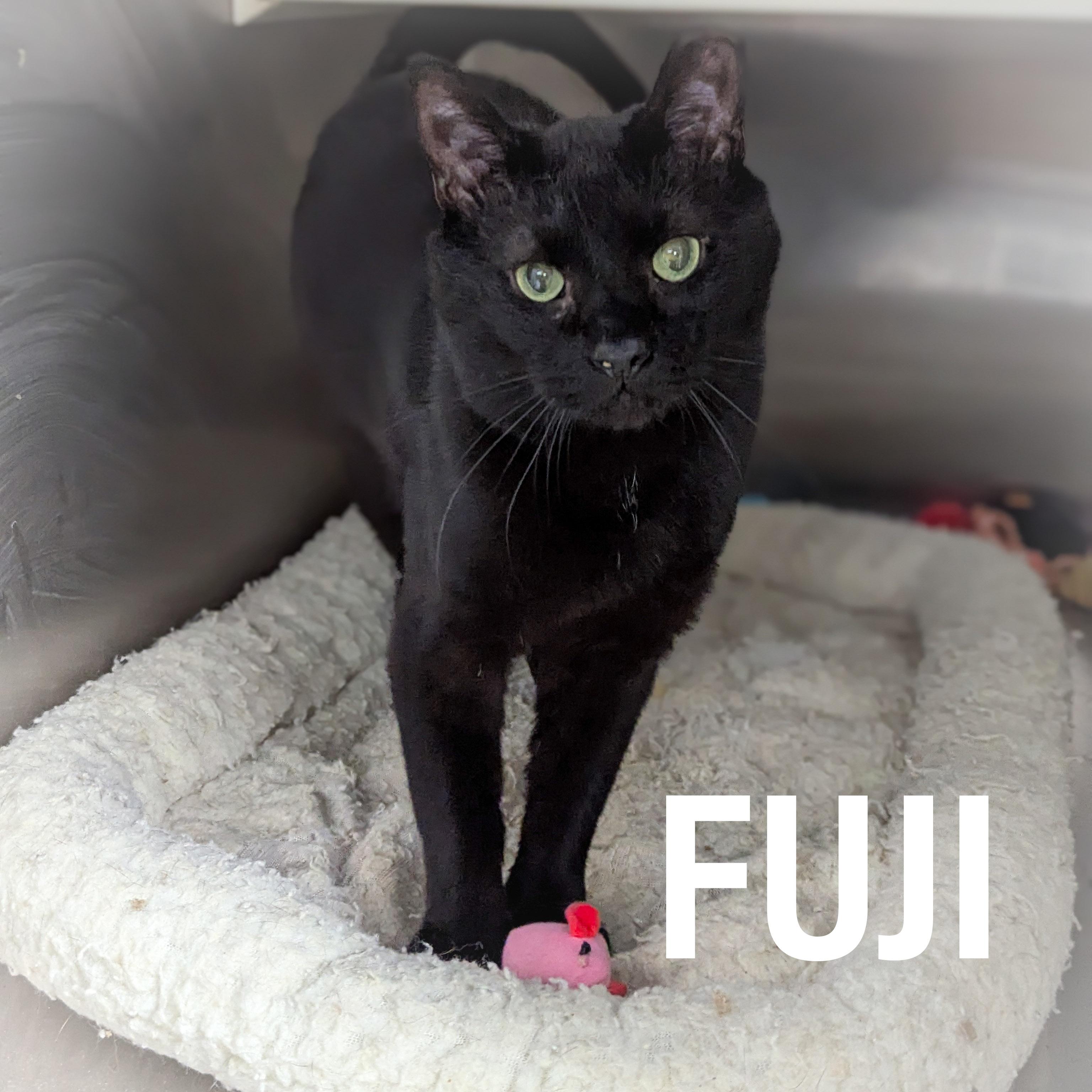 FUJI, ADOPTABLE, Adult Male Domestic Short Hair.