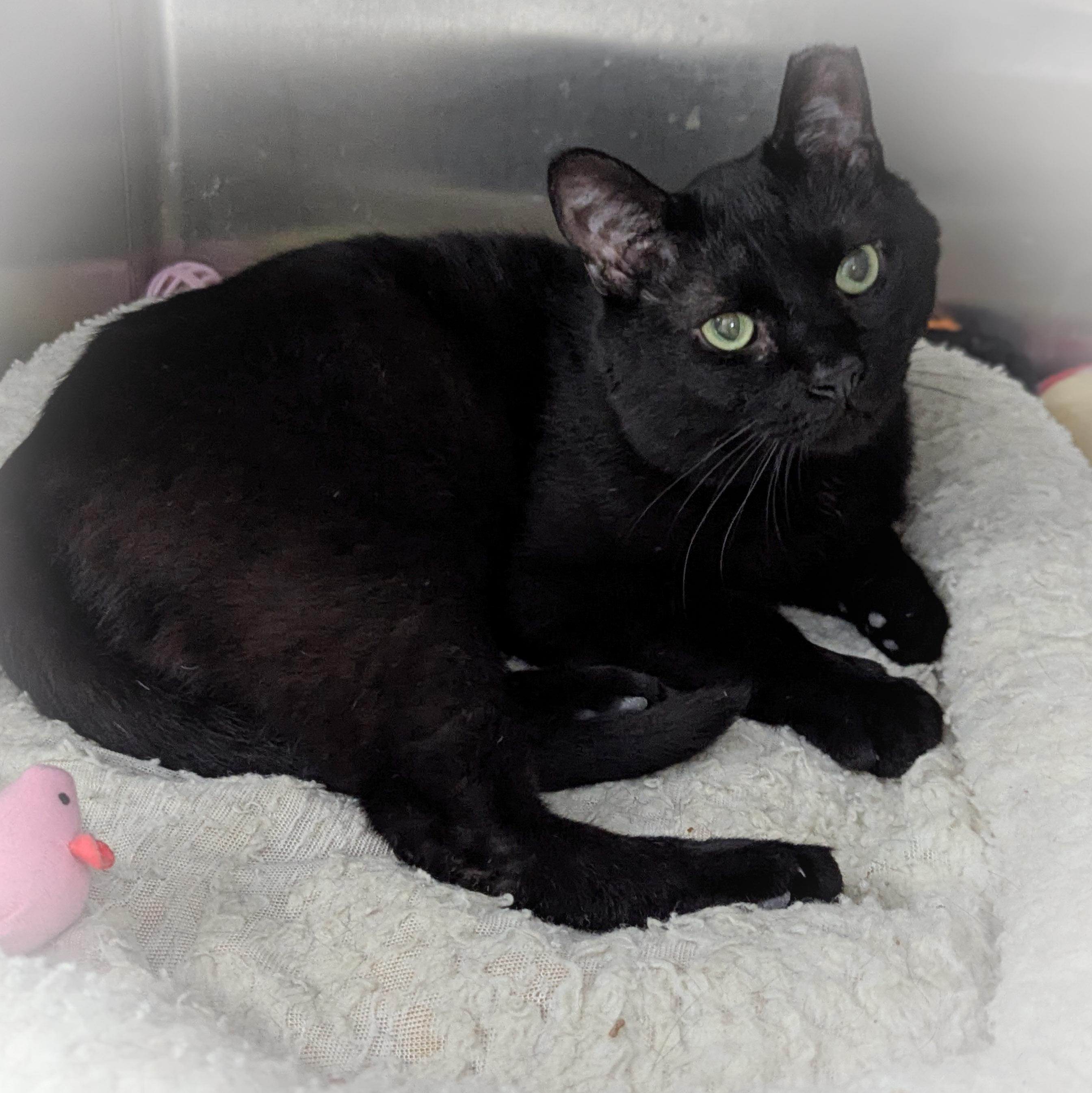Enlarge FUJI, a ADOPTABLE mixed breed in Griffith, IN image 2/4