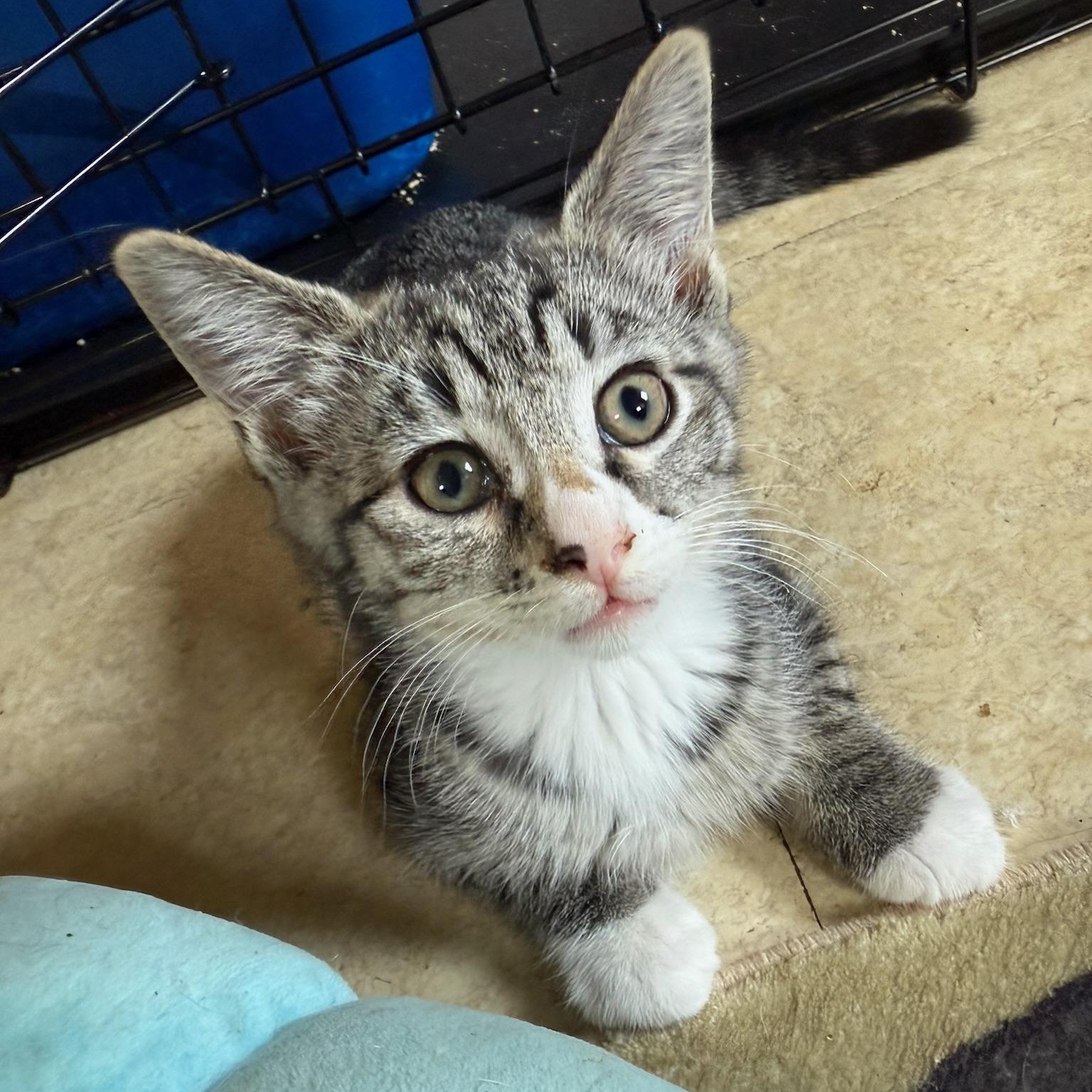 Veronica thumbnail 3