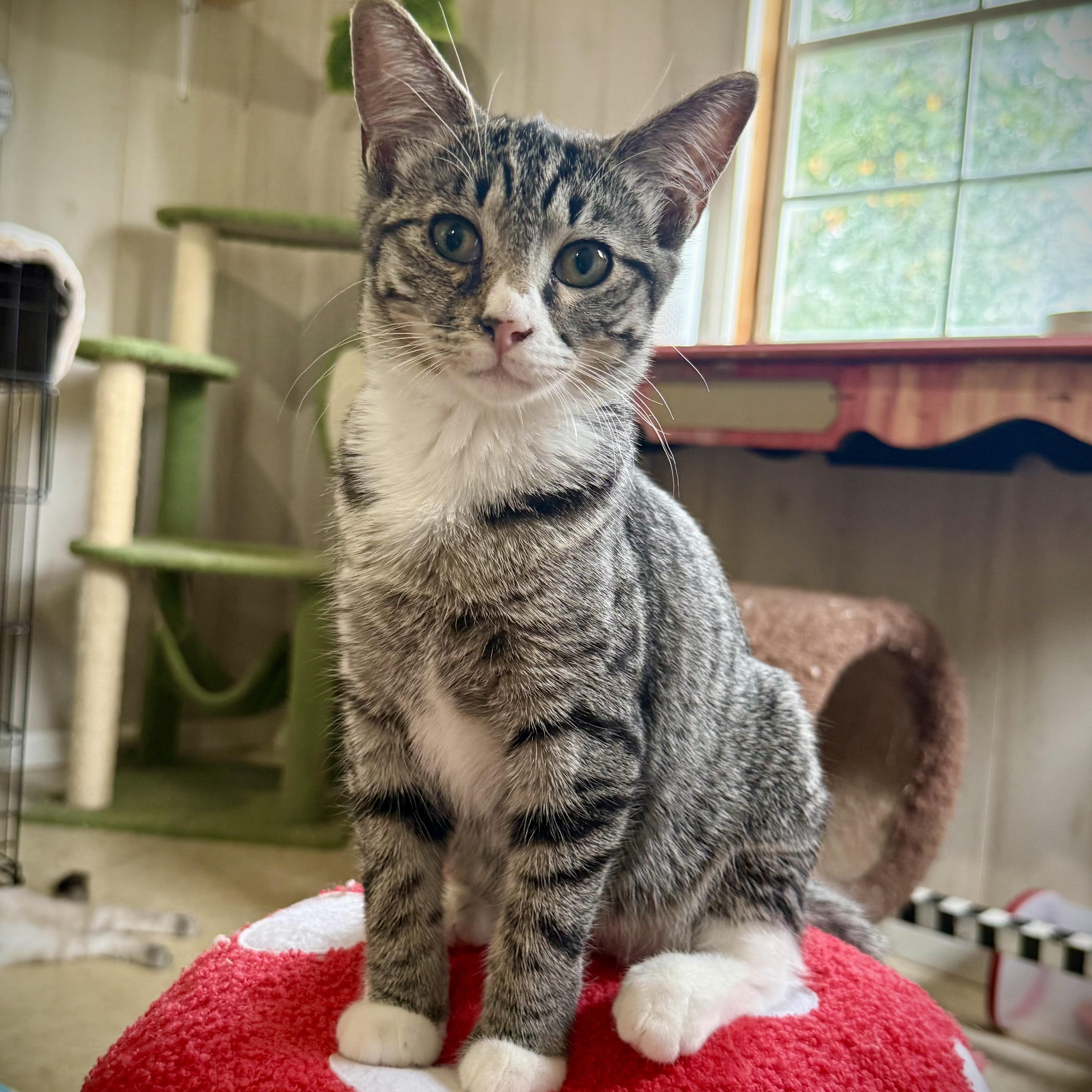 Veronica, a Adoptable mixed breed in Murphysboro, IL image 3/6