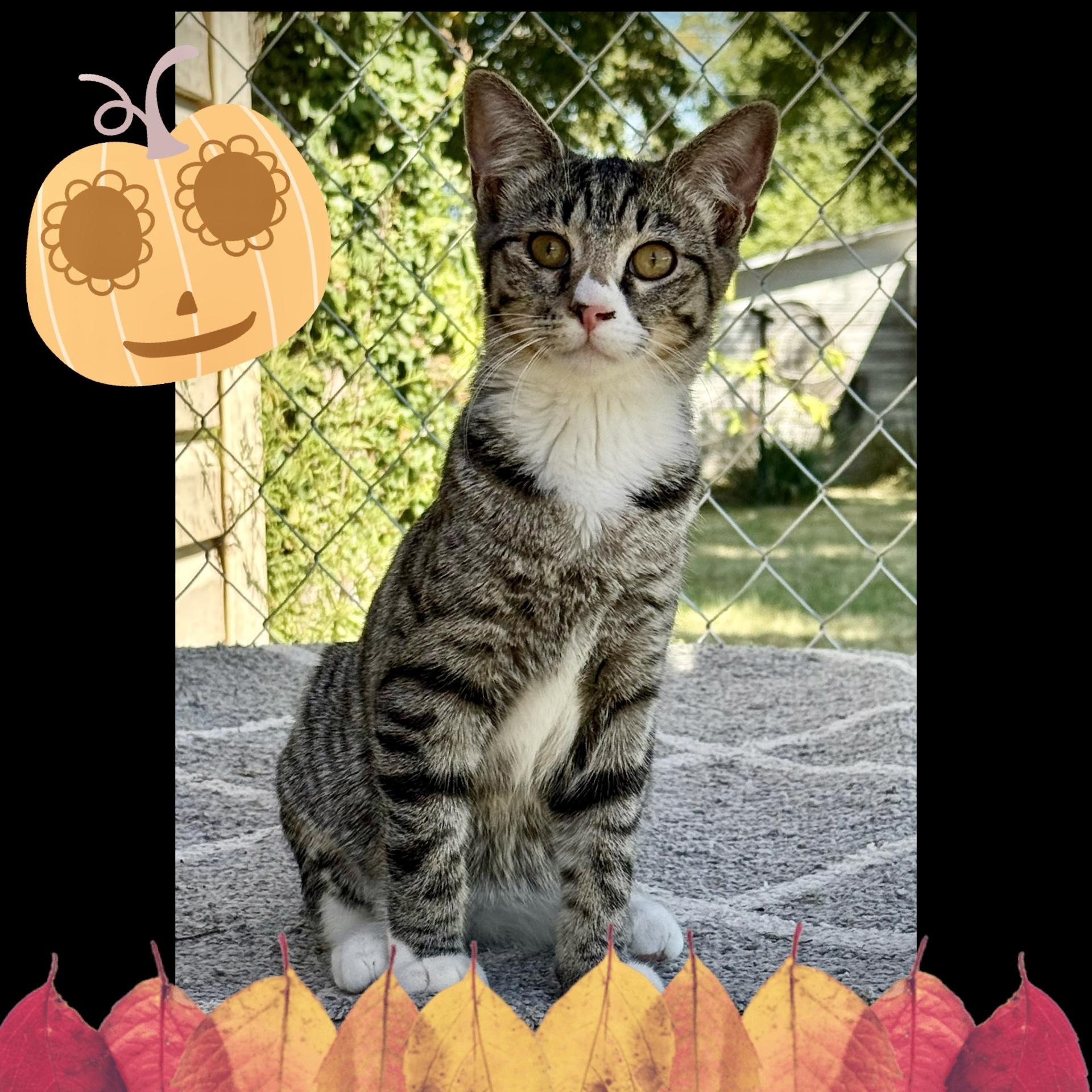 Veronica, a Adoptable mixed breed in Murphysboro, IL image 2/6