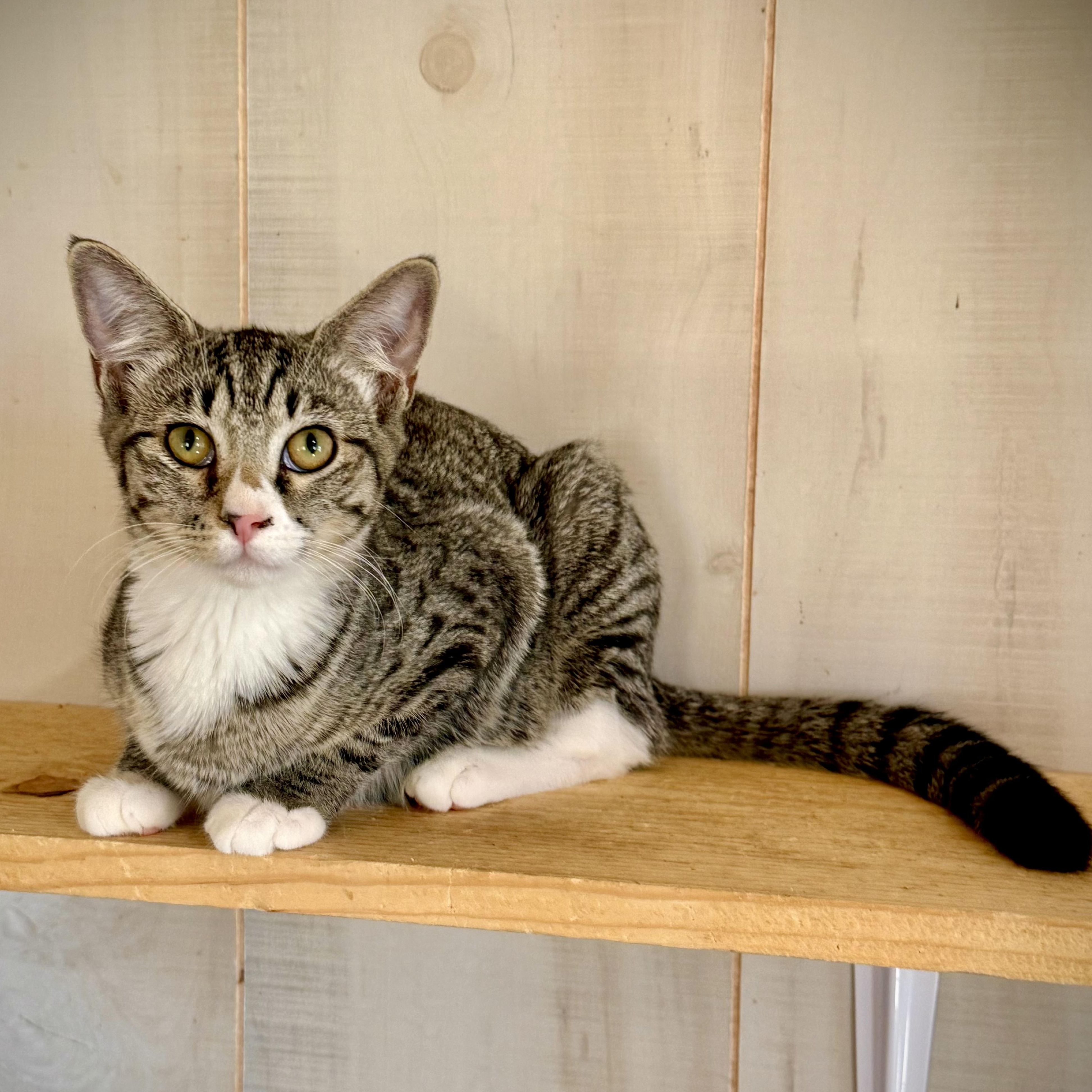 Veronica, Adoptable, Young Female Domestic Short Hair & Siamese.