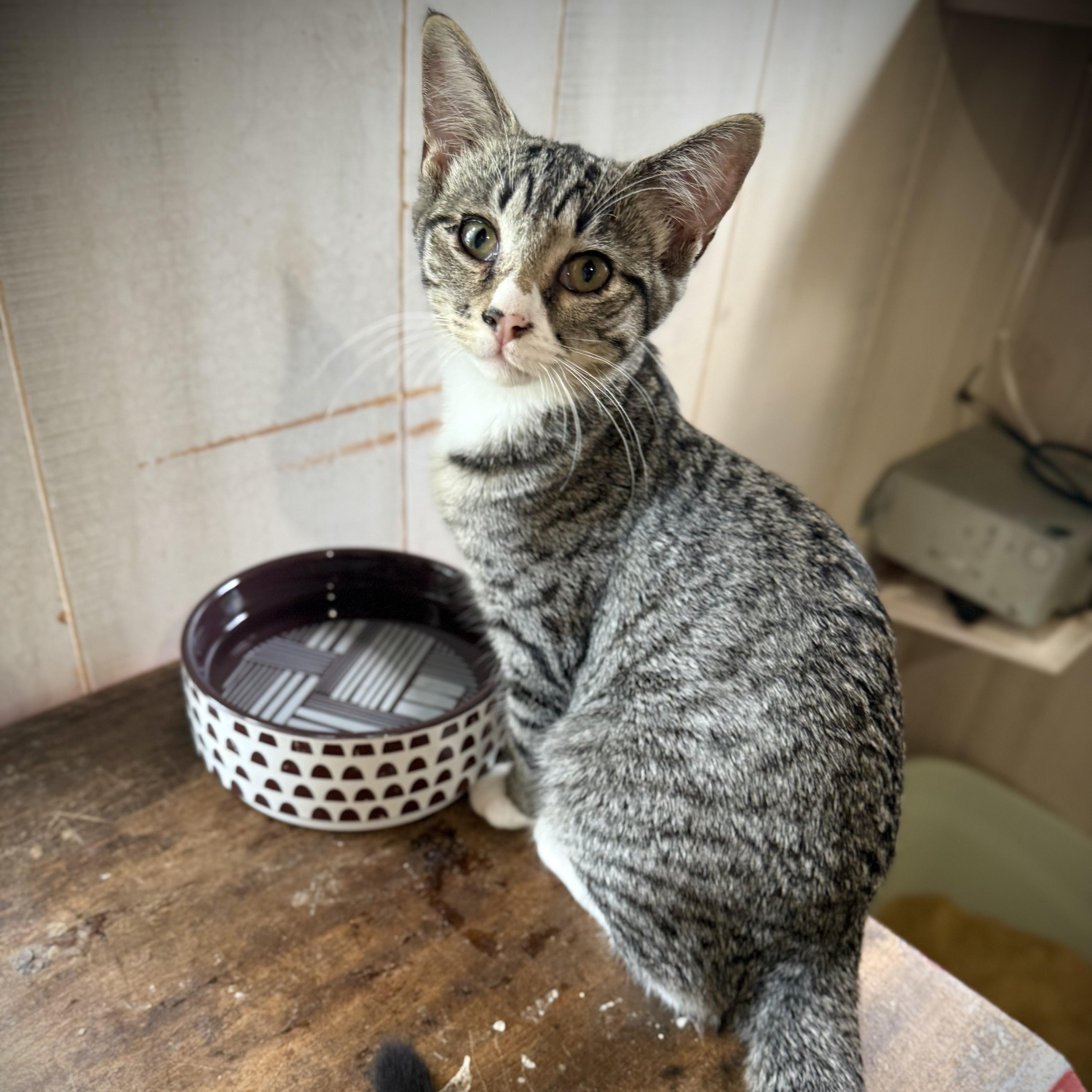 Veronica, a Adoptable mixed breed in Murphysboro, IL image 4/6