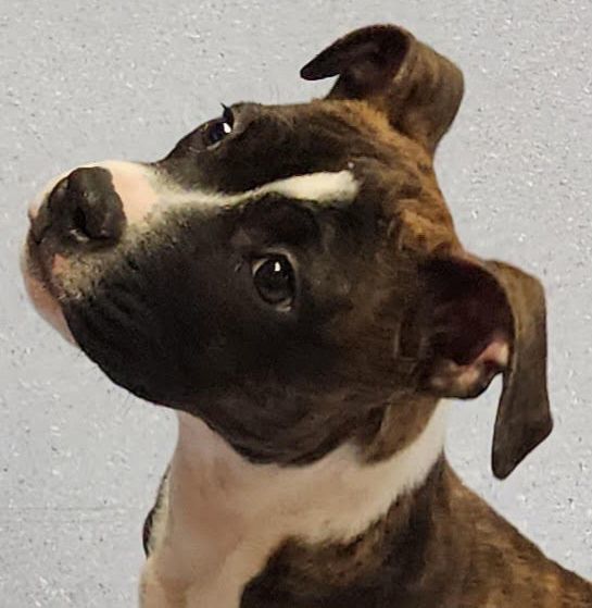 Happy Feet has been ADOPTED!, a Adopted mixed breed in Hillsdale, NJ image 1/4