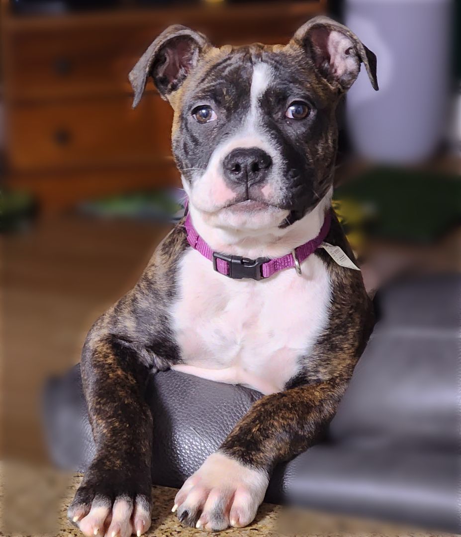 Happy Feet has been ADOPTED!, a Adopted mixed breed in Hillsdale, NJ image 2/4