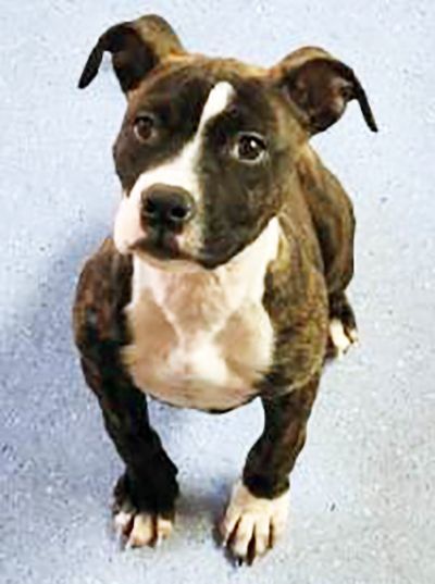 Happy Feet has been ADOPTED!, a Adopted mixed breed in Hillsdale, NJ image 3/4