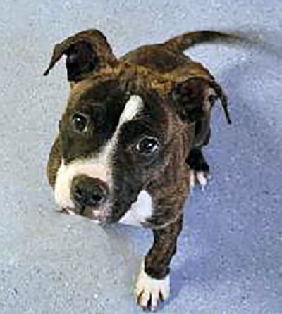 Happy Feet has been ADOPTED!, a Adopted mixed breed in Hillsdale, NJ image 4/4