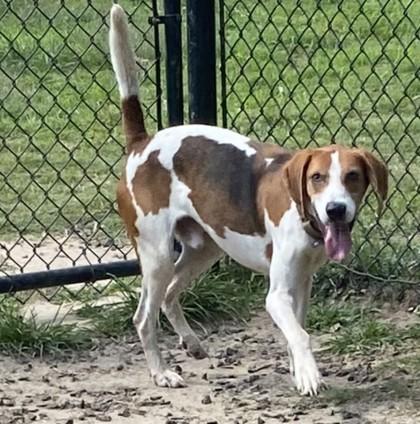 Beau, Adoptable, Young Male Foxhound & Mixed Breed.