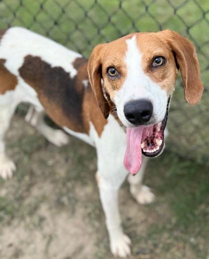 Enlarge Beau, a Adoptable mixed breed in Conway, SC image 2/3