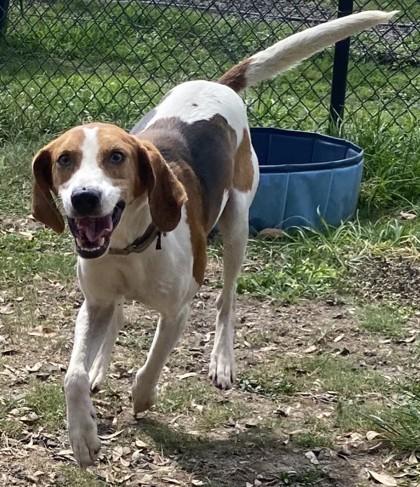 Enlarge Beau, a Adoptable mixed breed in Conway, SC image 3/3