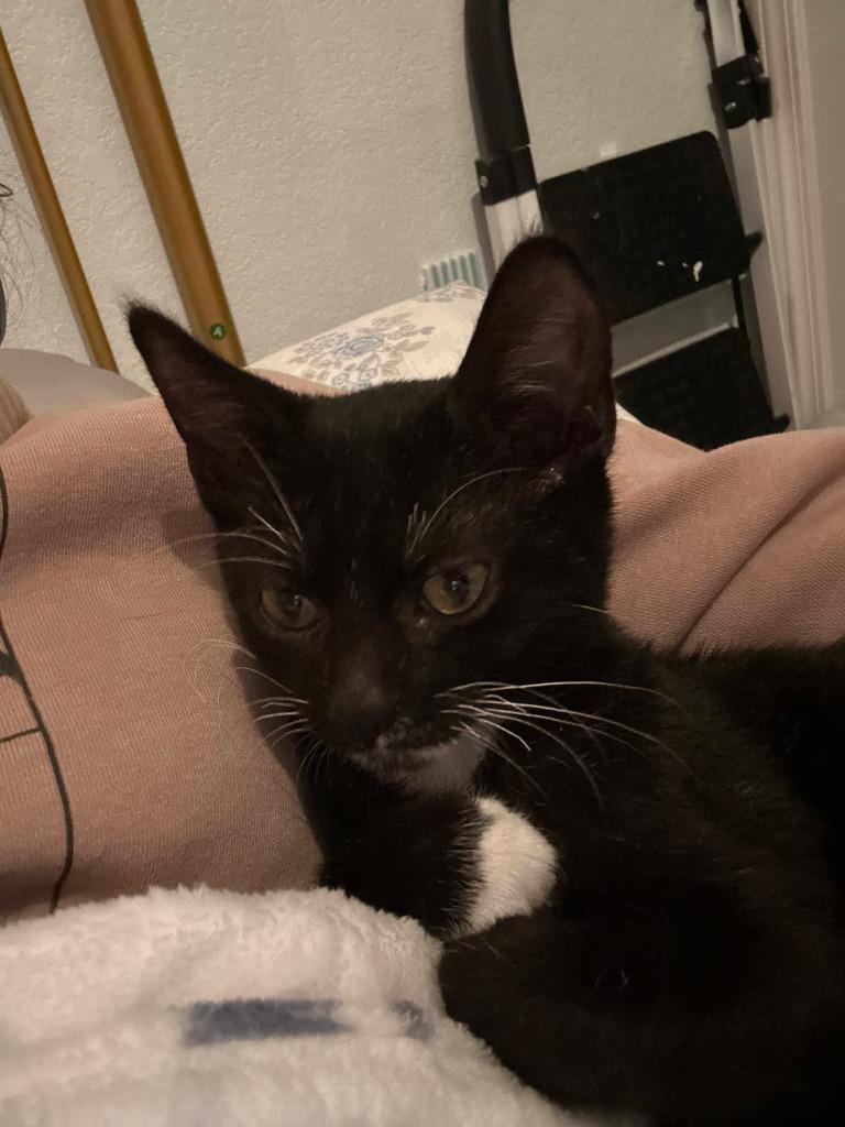 Pepper, Adoptable, Kitten Male Domestic Short Hair.