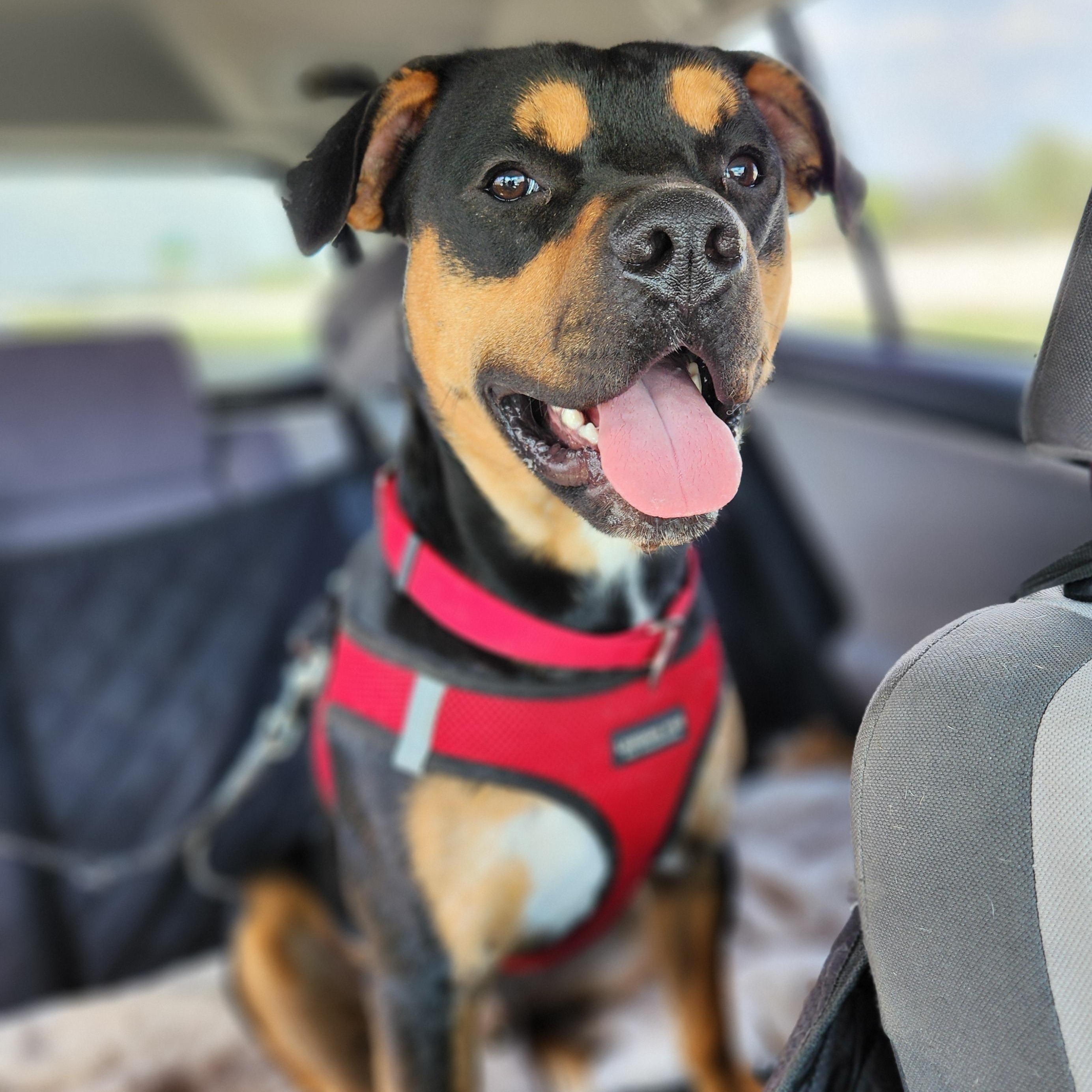 Moose, Adoptable, Young Male American Staffordshire Terrier.