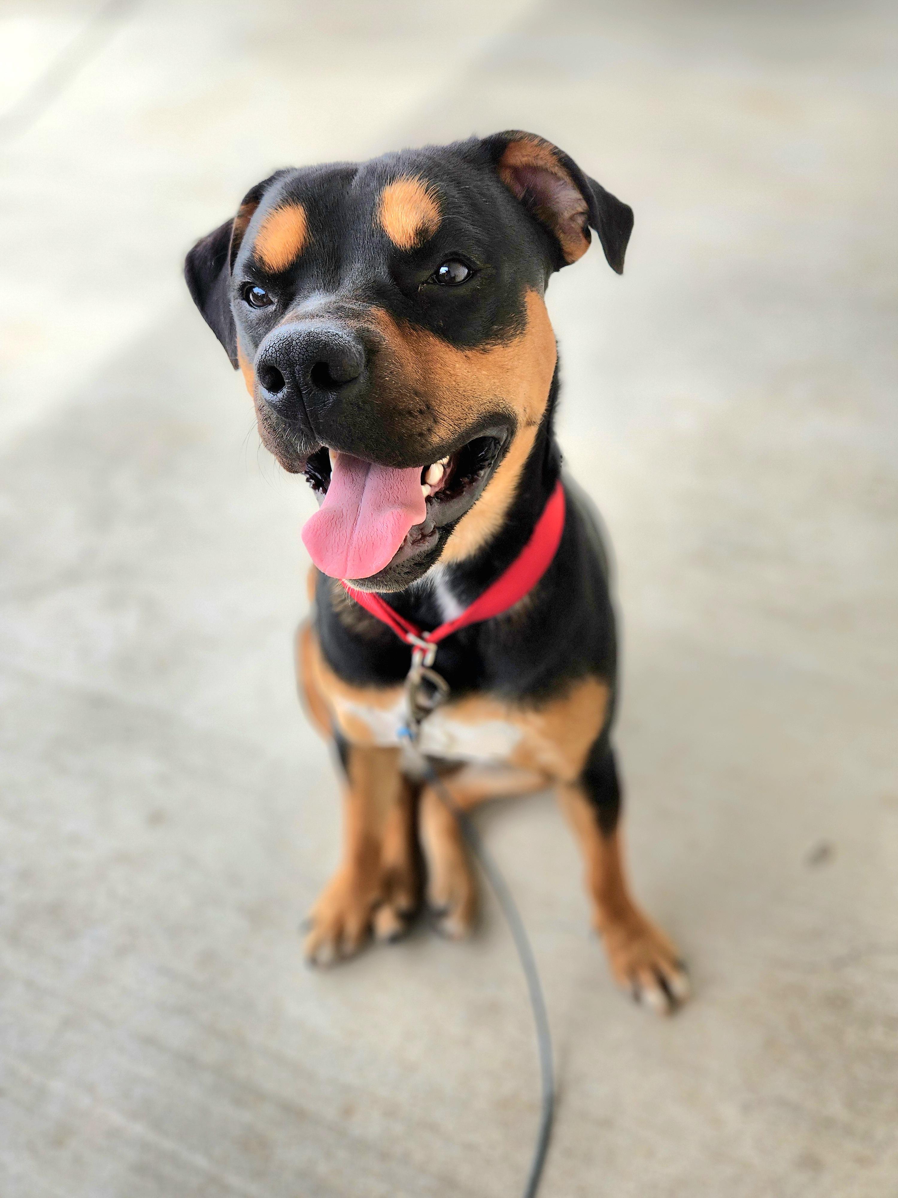 Moose, a Adoptable mixed breed in Killeen, TX image 2/6