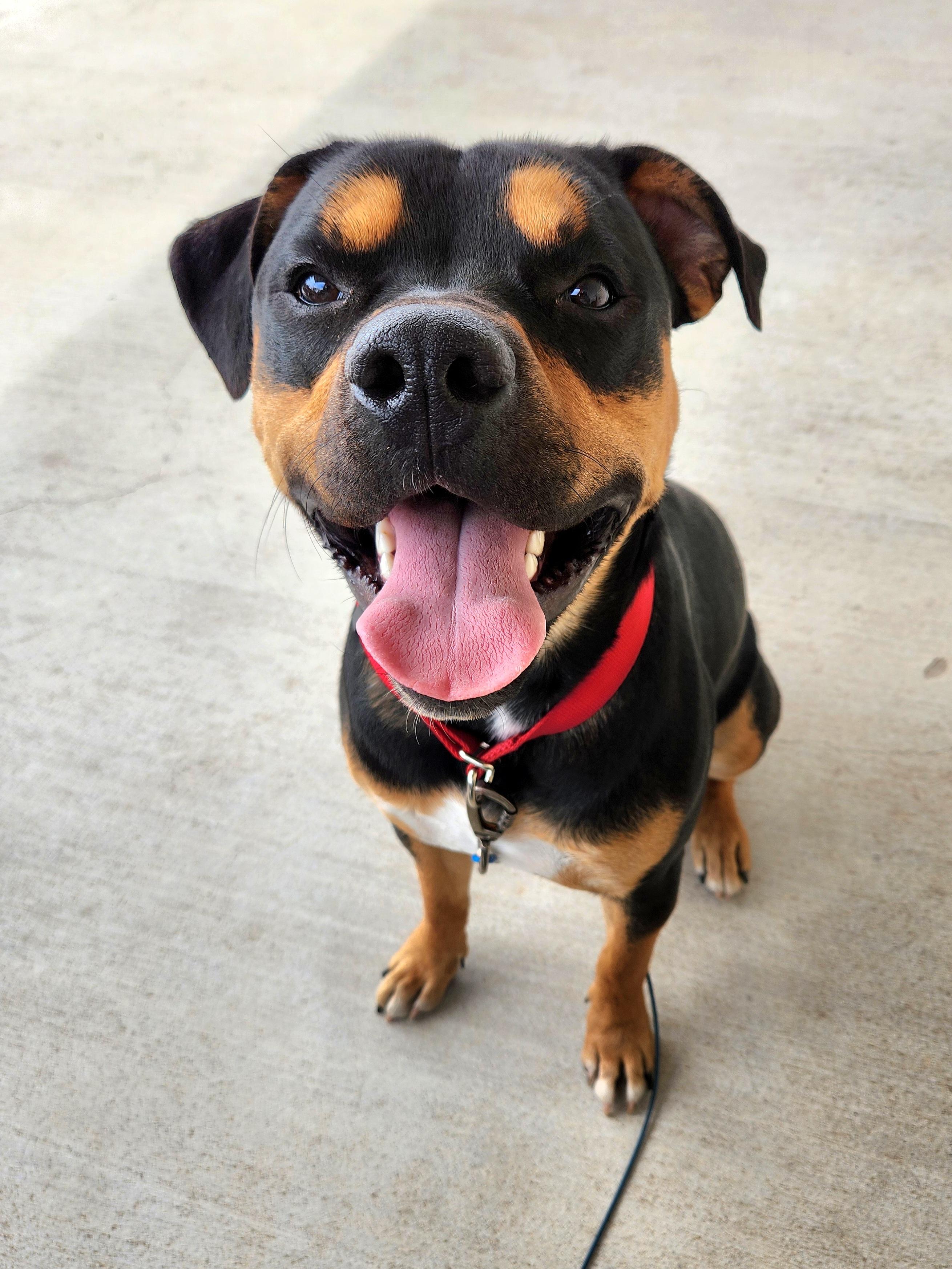Moose, a Adoptable mixed breed in Killeen, TX image 3/6