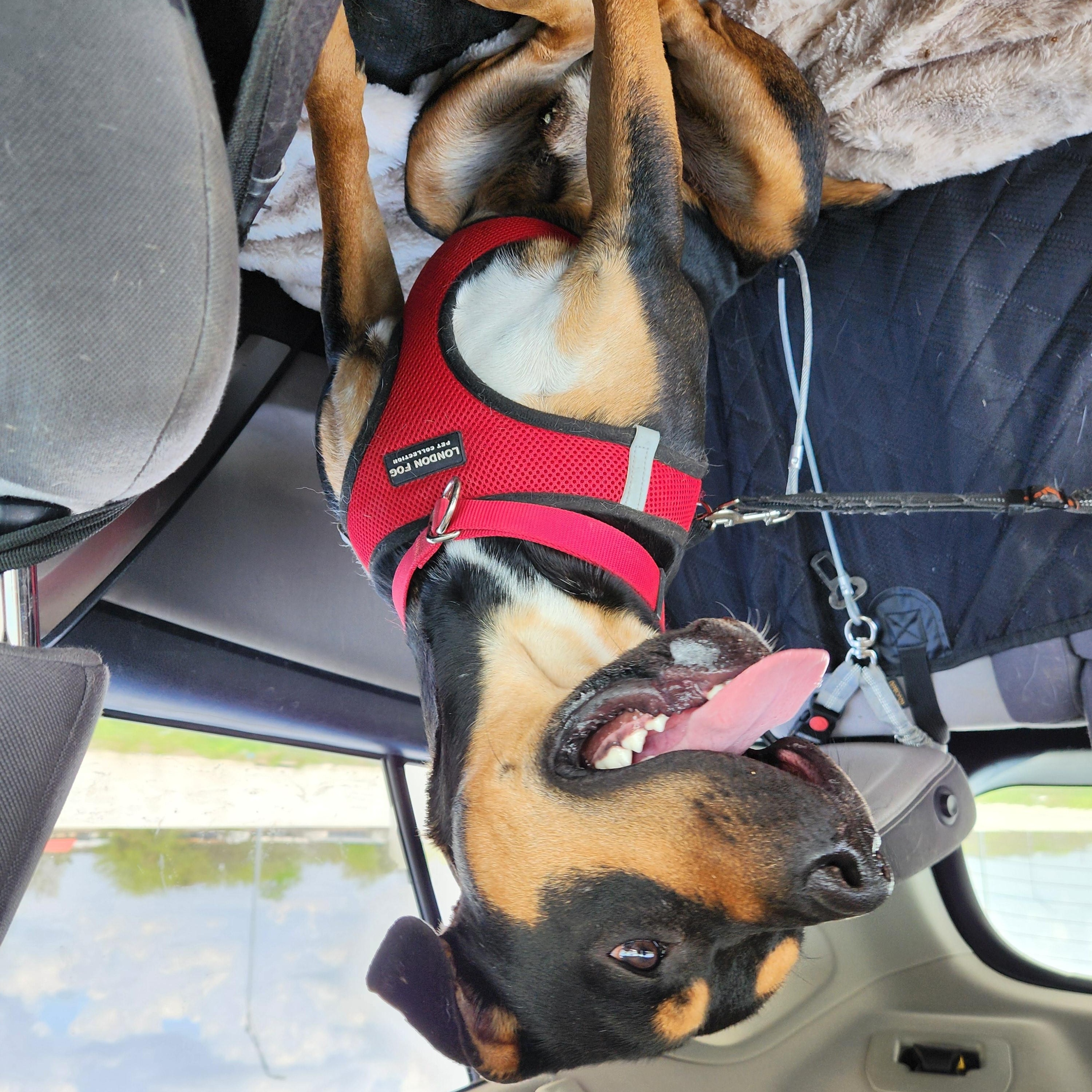 Moose, a Adoptable mixed breed in Killeen, TX image 4/6