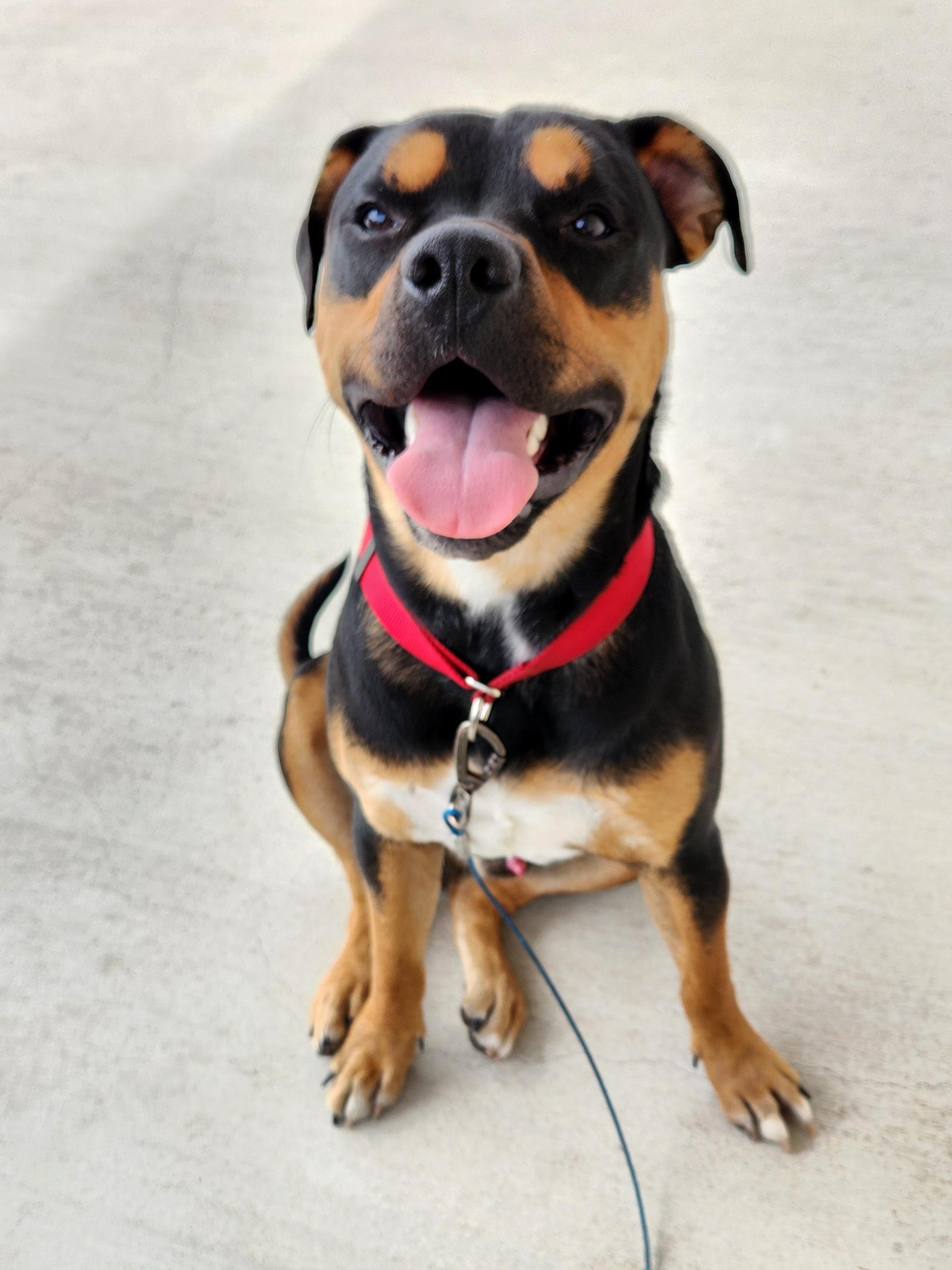 Moose, a Adoptable mixed breed in Killeen, TX image 6/6