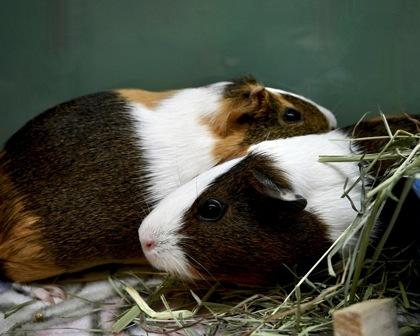 Hyacinth, Adoptable, Adult Female Guinea Pig.