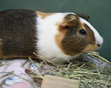Hyacinth, a Adoptable Guinea Pig in West Seneca, NY image 2/3