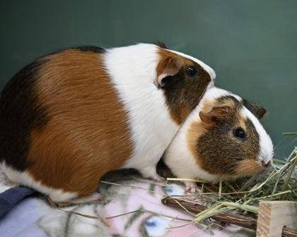 Hyacinth, a Adoptable Guinea Pig in West Seneca, NY image 3/3