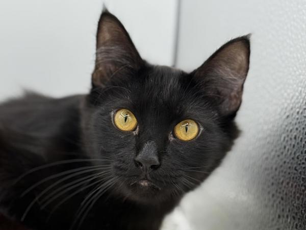 Beth, Adoptable, Young Female Domestic Long Hair.