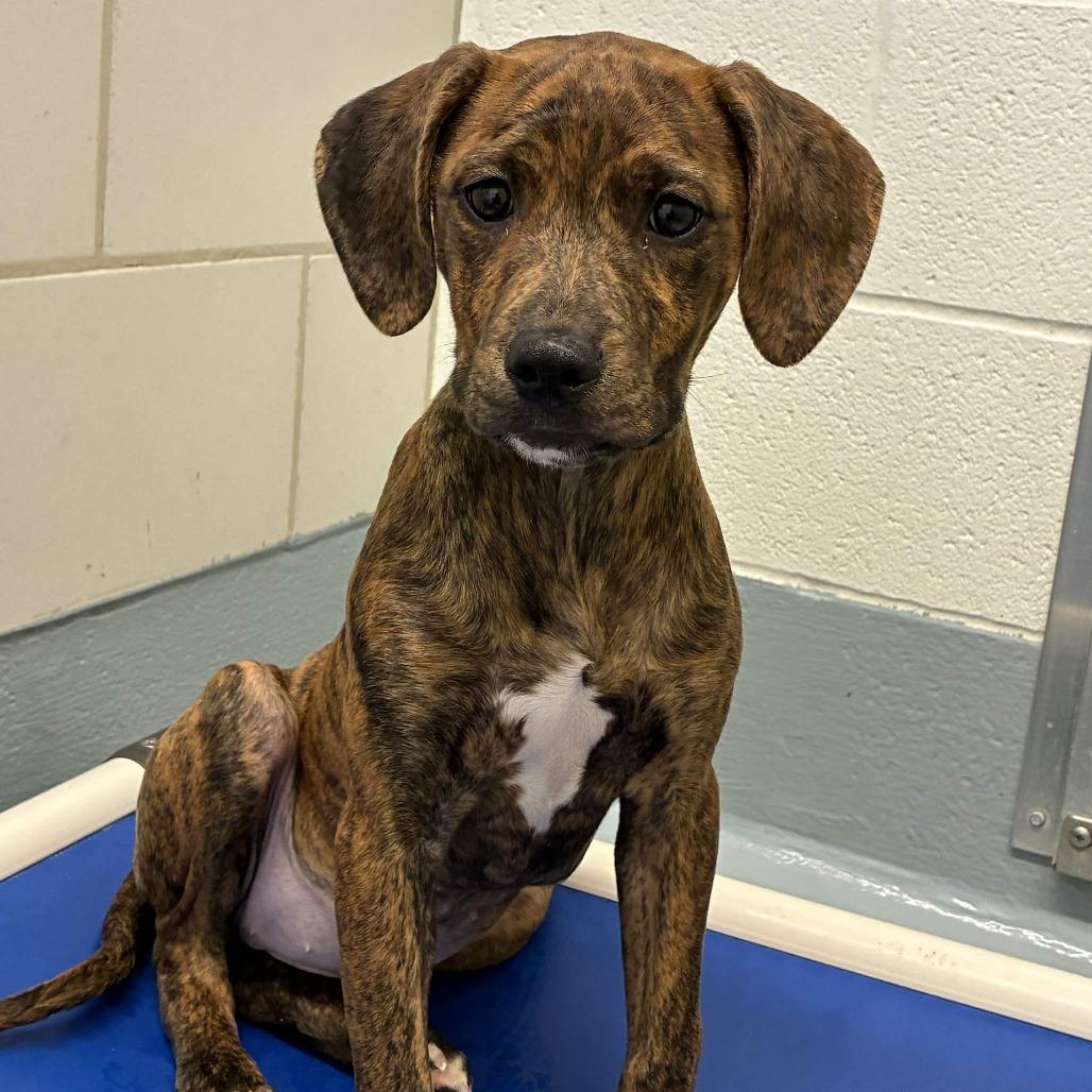 Blair, Adoptable, Puppy Female Black Mouth Cur & Catahoula Leopard Dog.