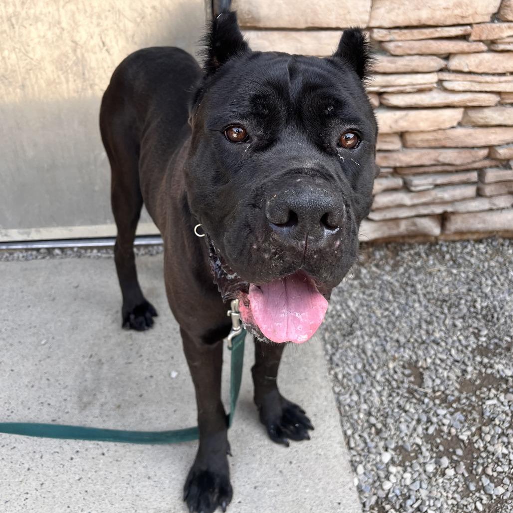 Enlarge Mac A. Roni, a Adoptable Mixed Breed in Fairport, NY image 1/6