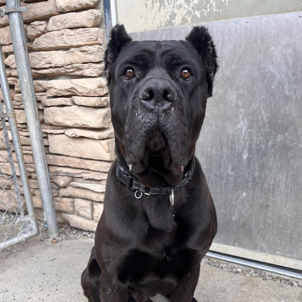 Enlarge Mac A. Roni, a Adoptable Mixed Breed in Fairport, NY image 2/6
