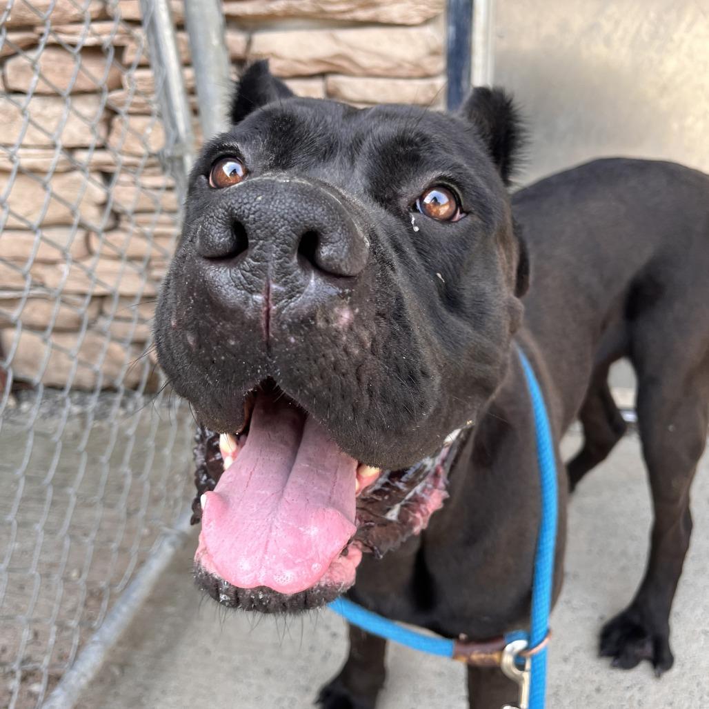 Enlarge Mac A. Roni, a Adoptable Mixed Breed in Fairport, NY image 3/6