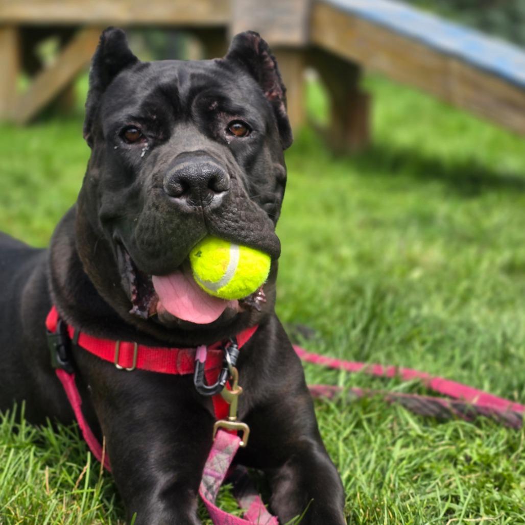 Enlarge Mac A. Roni, a Adoptable Mixed Breed in Fairport, NY image 5/6