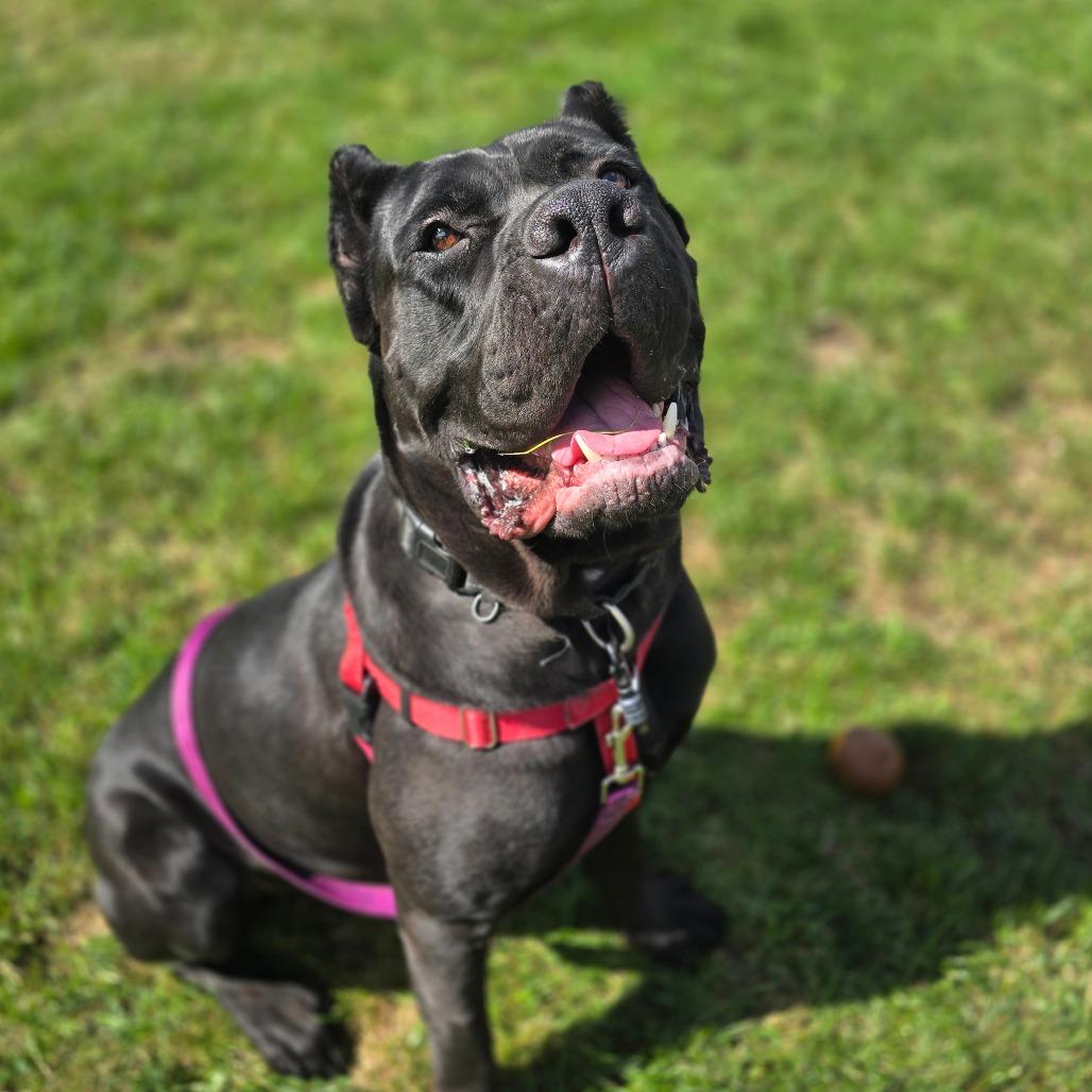 Enlarge Mac A. Roni, a Adoptable Mixed Breed in Fairport, NY image 6/6