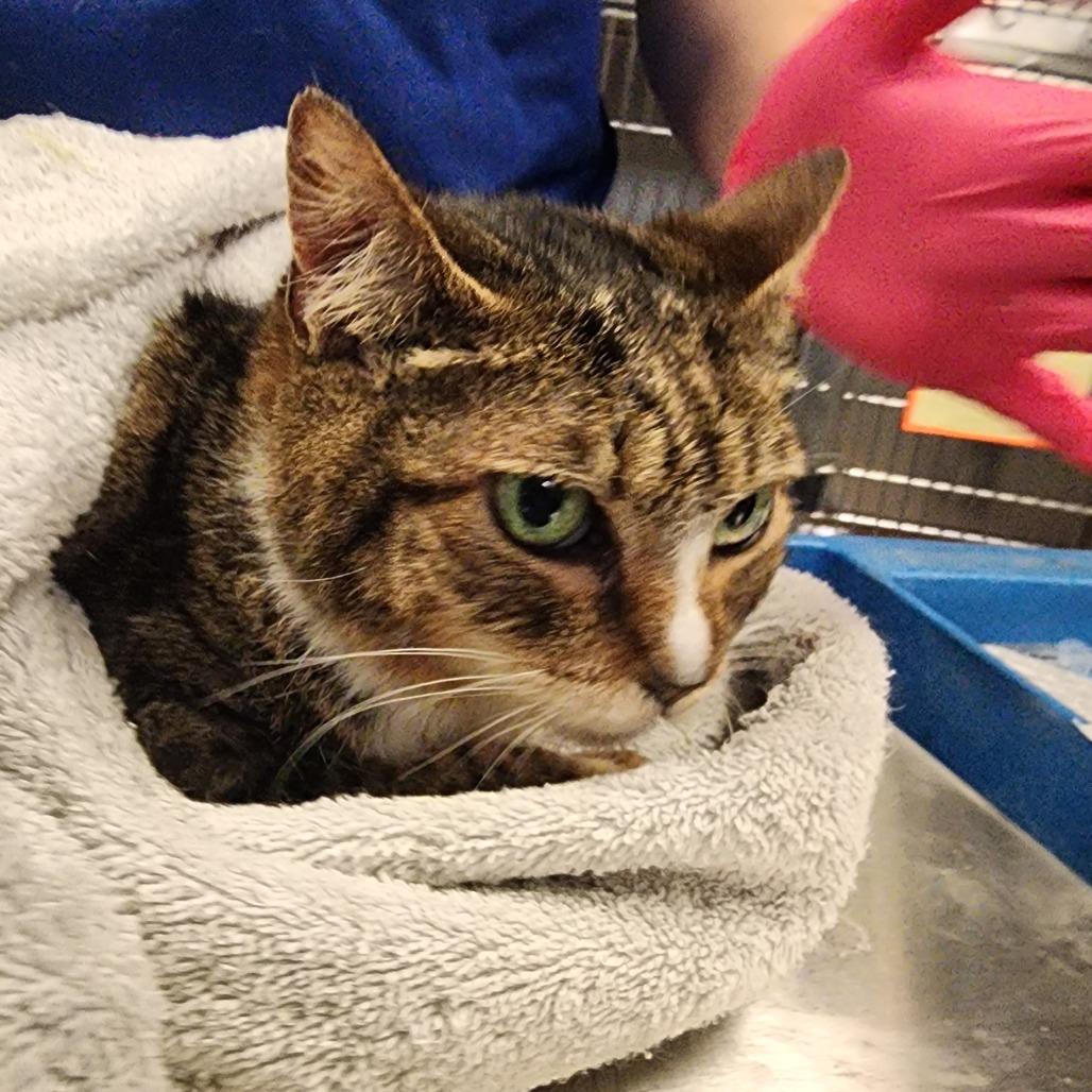 Petal, Adoptable, Adult Female Domestic Short Hair.