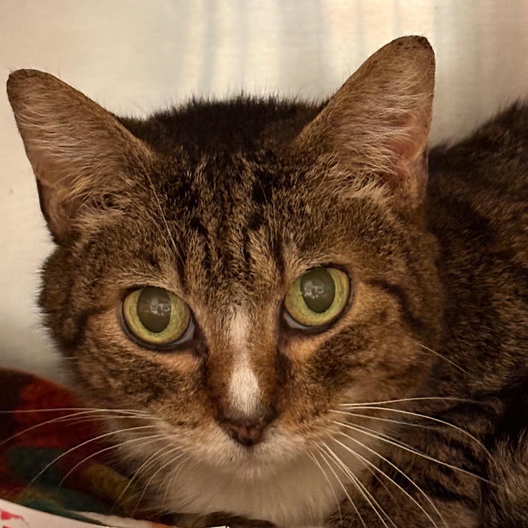 Petal, a Adoptable Domestic Short Hair in Greenville, SC image 2/2