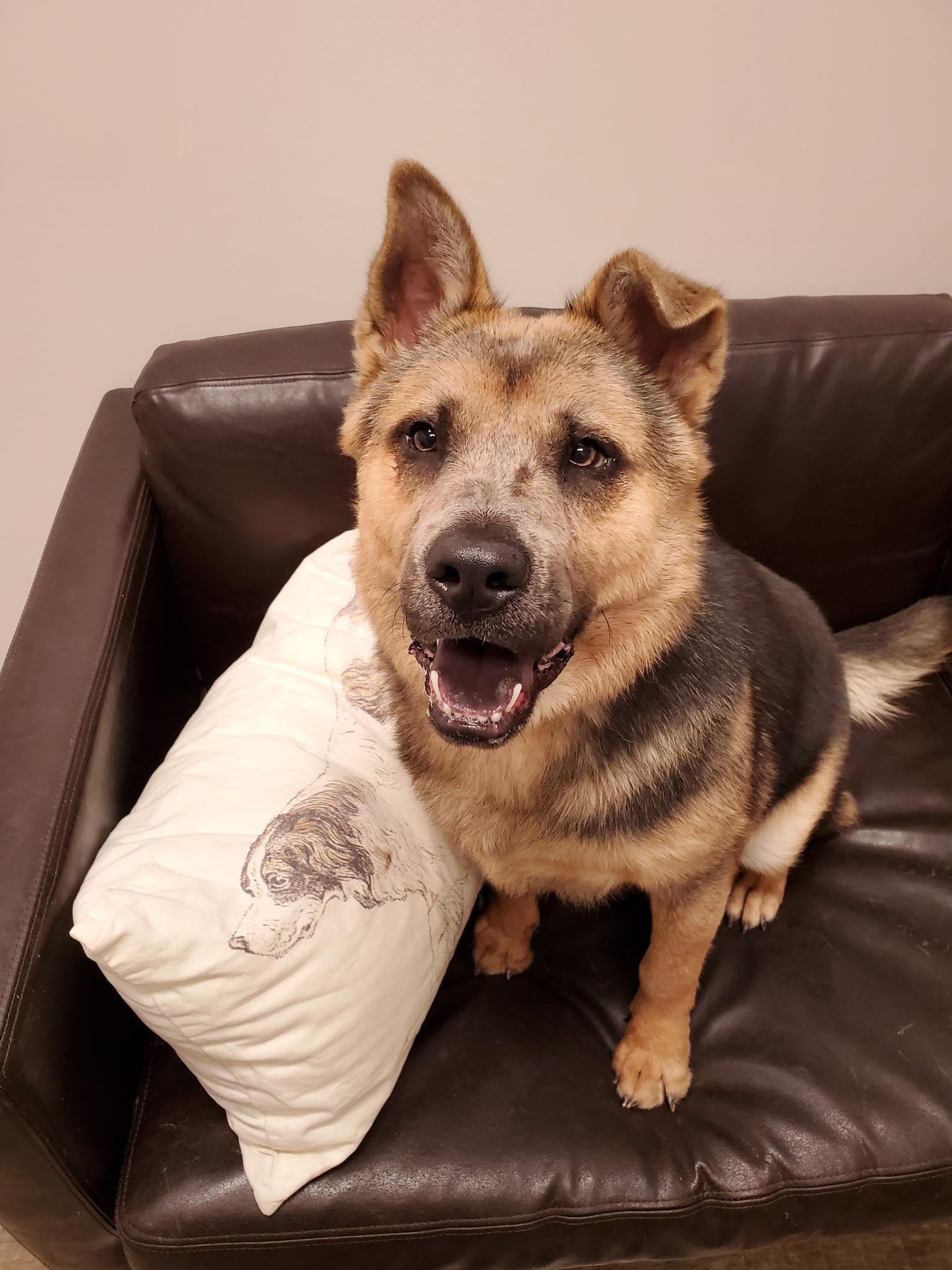 Fairy, Young Female German Shepherd Dog