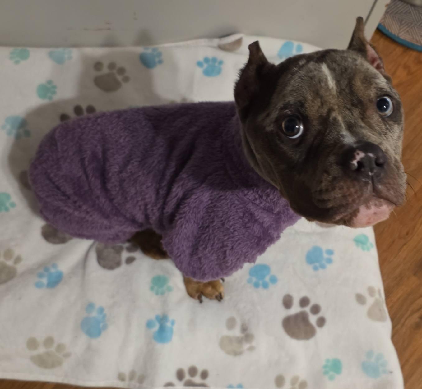 Zola, ADOPTABLE, Young Female Mixed Breed.