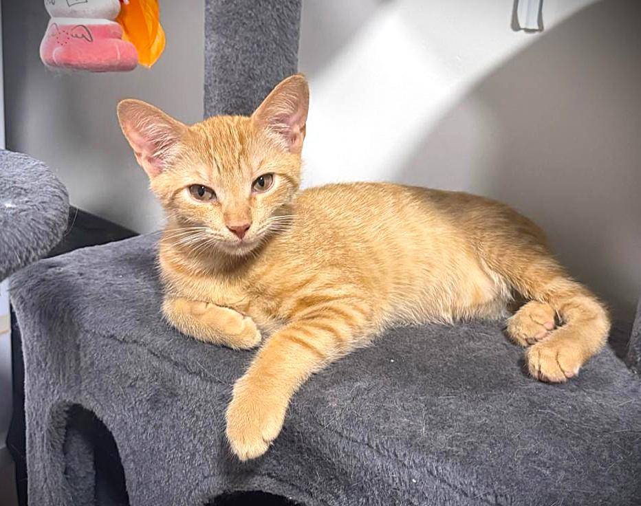 Enlarge Cheeto, Cheddar and Stormy, a Adoptable Domestic Short Hair in Brooklyn, NY image 2/6