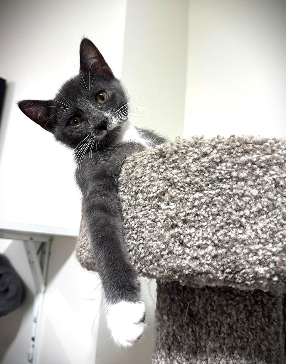 Enlarge Cheeto, Cheddar and Stormy, a Adoptable Domestic Short Hair in Brooklyn, NY image 3/6