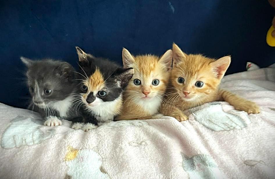 Four Adorable Kittens, ADOPTABLE, Kitten Female Domestic Short Hair.