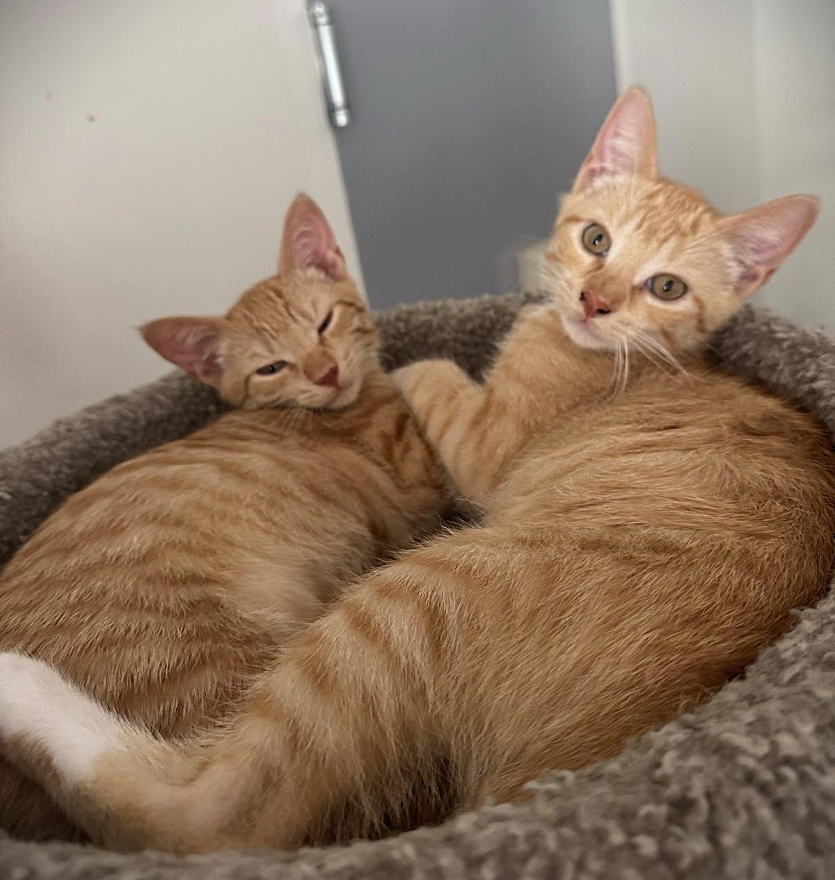 Enlarge Cheeto, Cheddar and Stormy, a Adoptable Domestic Short Hair in Brooklyn, NY image 5/6