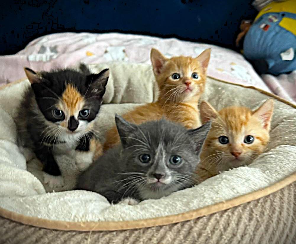 Four Adorable Kittens, a ADOPTABLE Domestic Short Hair in Brooklyn, NY image 2/2