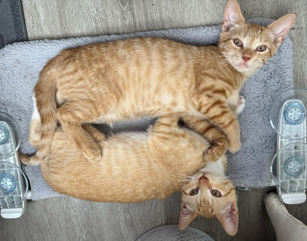 Enlarge Cheeto, Cheddar and Stormy, a Adoptable Domestic Short Hair in Brooklyn, NY image 6/6