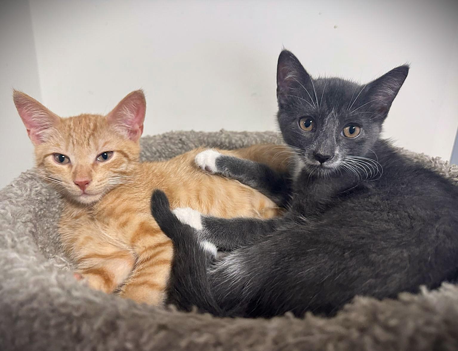 Cheeto, Cheddar and Stormy, Adoptable, Kitten Male Domestic Short Hair.
