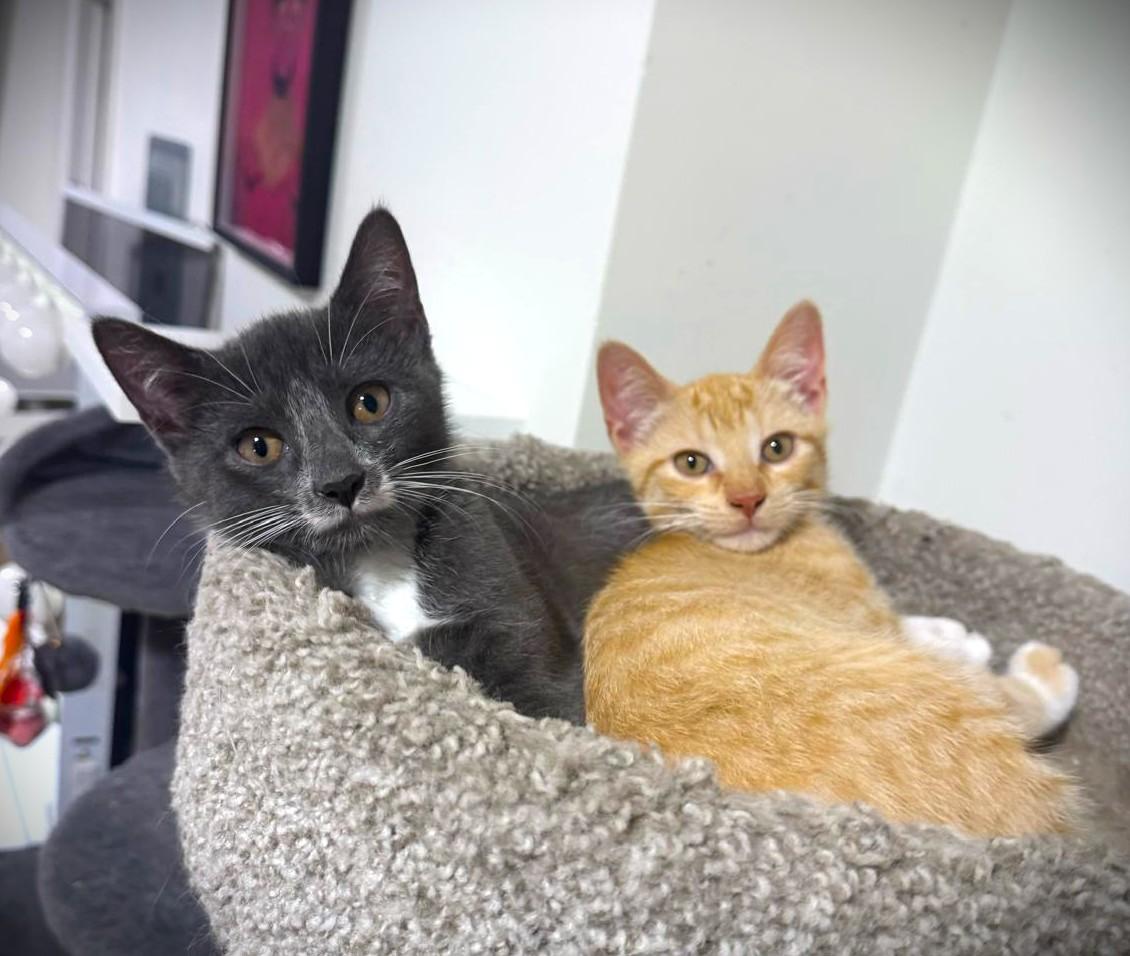 Enlarge Cheeto, Cheddar and Stormy, a Adoptable Domestic Short Hair in Brooklyn, NY image 4/6