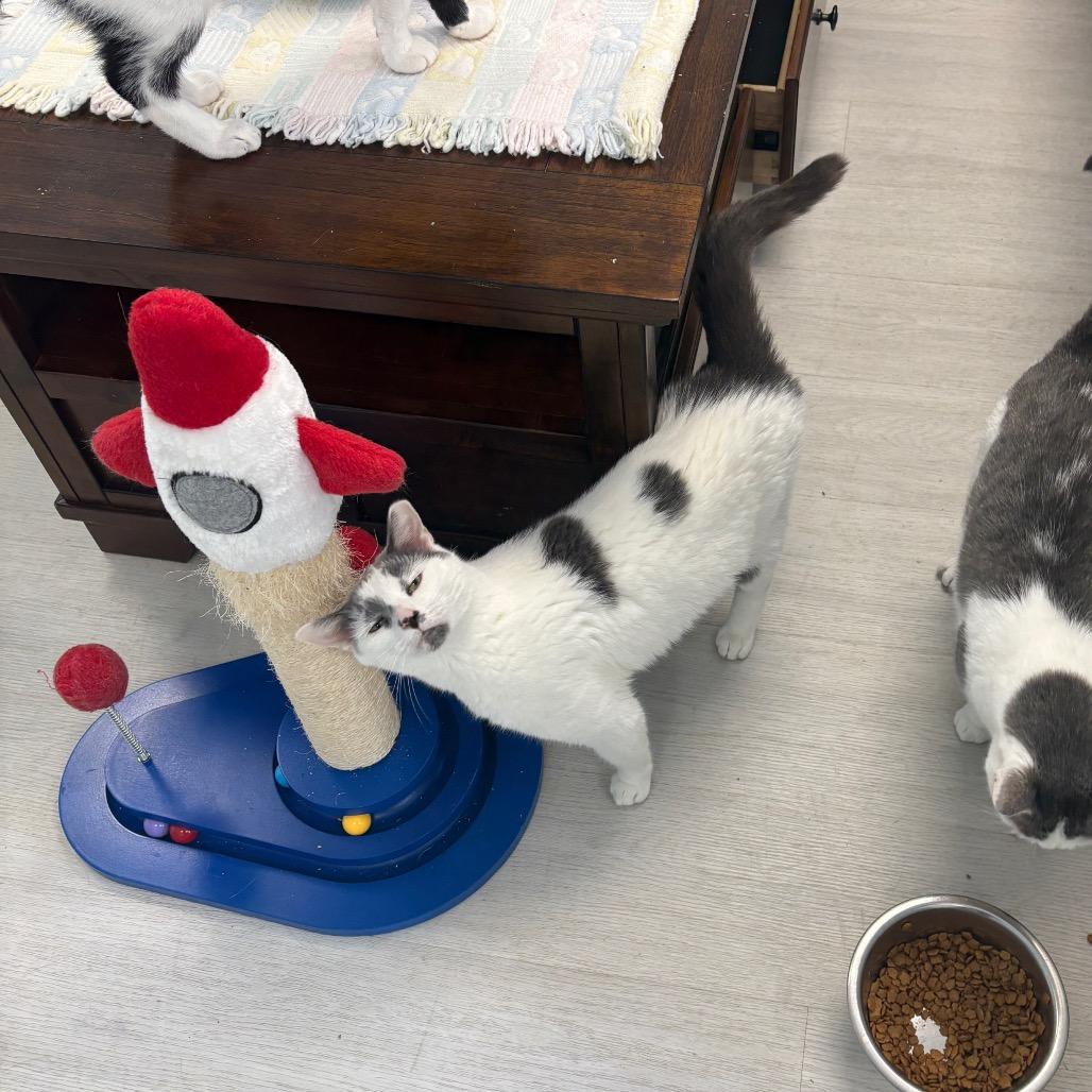 Mochi, Adoptable, Adult Female Domestic Short Hair.