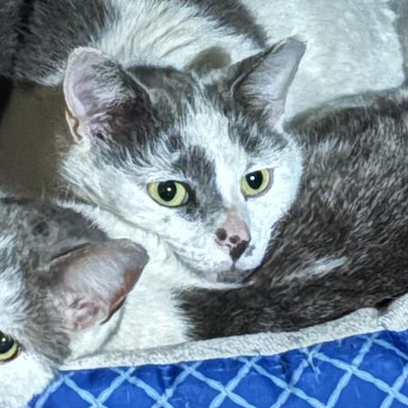 Enlarge Mochi, a Adoptable Domestic Short Hair in PITTSBURGH, PA image 2/2