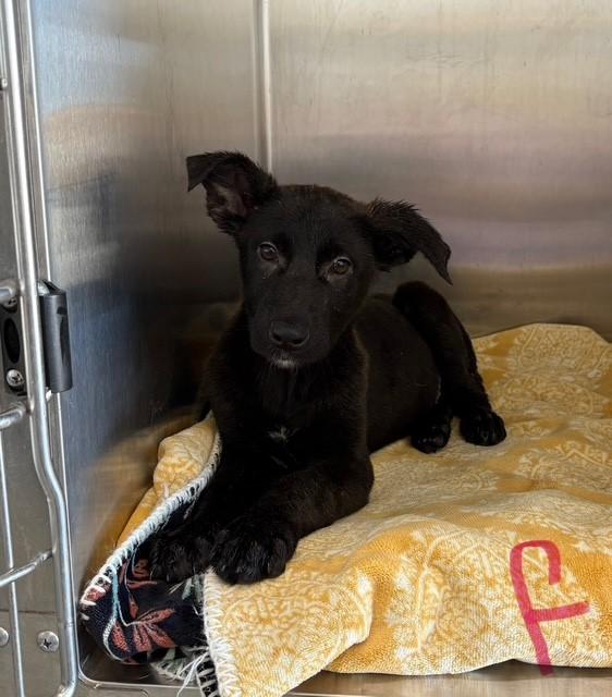 BELLA, adopted, Young Female Collie.