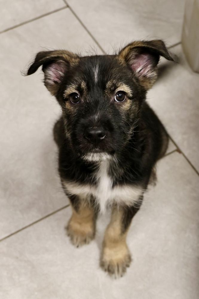 Enlarge Tide, a Adoptable mixed breed in TUCSON, AZ image 1/1