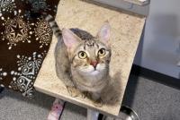 Enlarge Ham, a ADOPTABLE Domestic Short Hair in Lincoln, NE image 1/1