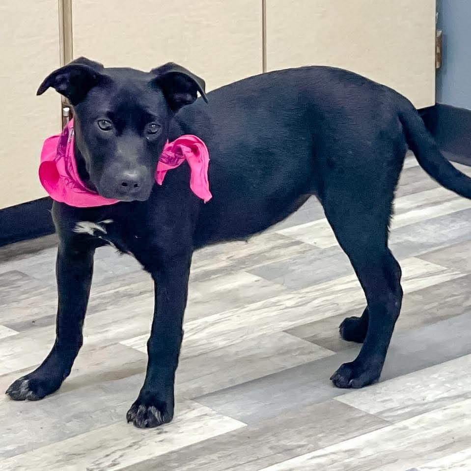 Sibyl, Adoptable, Young Female Labrador Retriever.