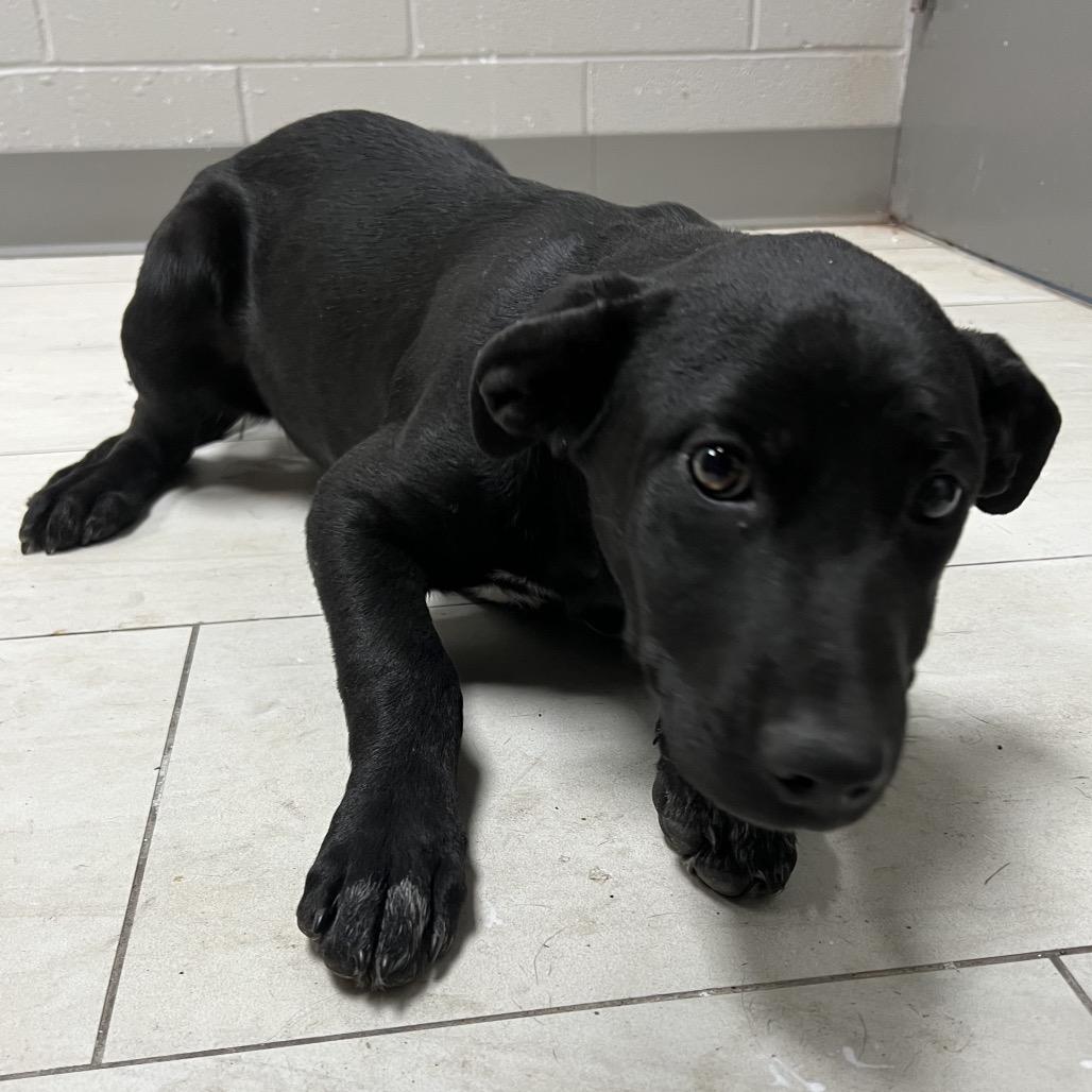 Enlarge Sibyl, a Adoptable Labrador Retriever in Lufkin, TX image 2/4